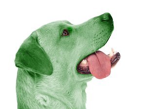 Greendog. Asociación para la protección de los perros verdes.