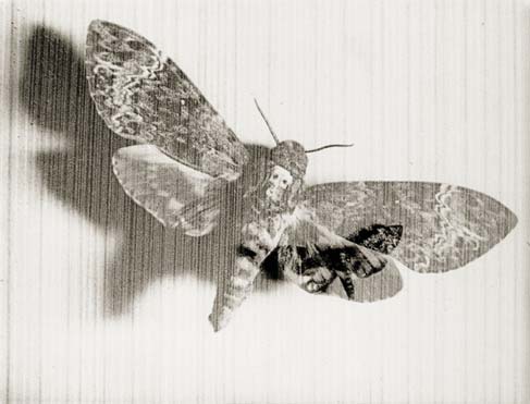 La mariposa